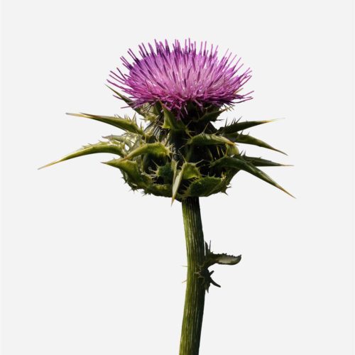 8Faces ingredient milk thistle 8a812d32 d0fd 4b5a 8ba9 f01db8ba569e