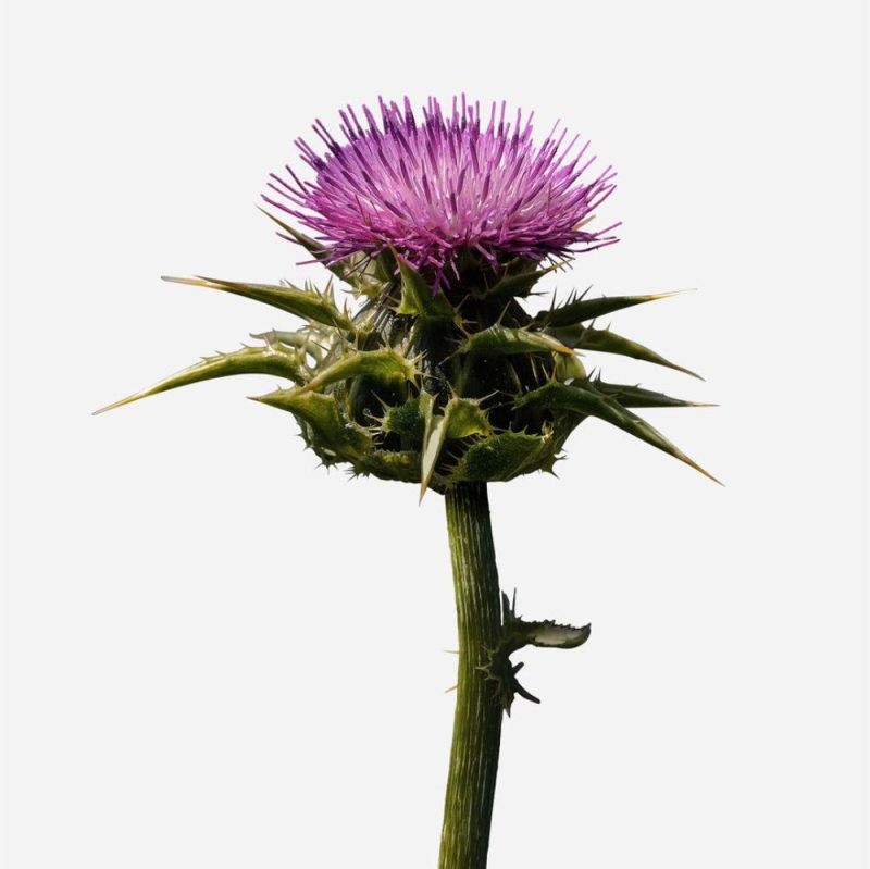 8Faces ingredient milk thistle 8a812d32 d0fd 4b5a 8ba9 f01db8ba569e