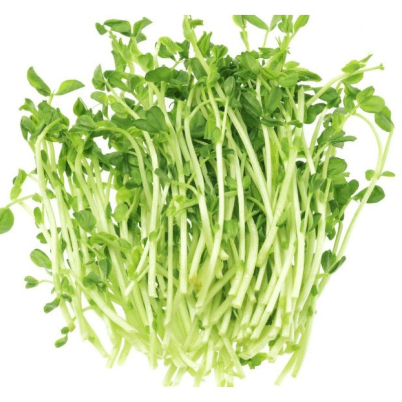 BEANPEA SPROUT DOUMIAO 1800x1800 1