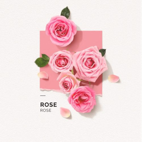 solinotes rose eau de parfum 4 scaled 700x700 1